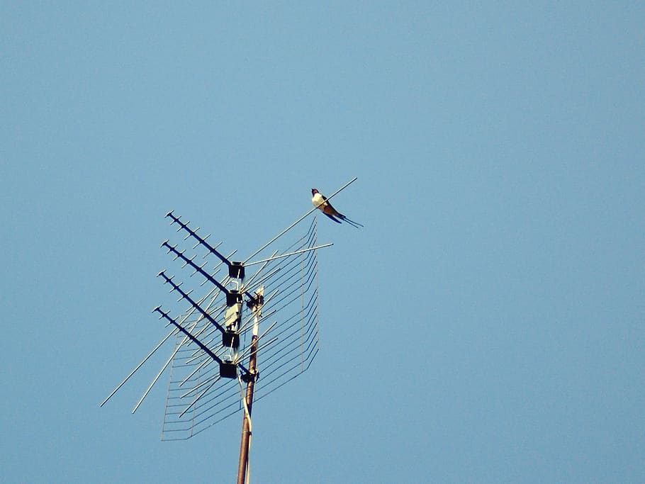 ukraine, blue, black, white, sky, swallow, spring, wild, metal HD wallpaper