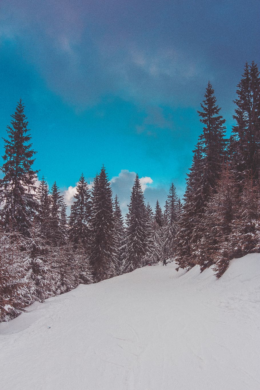 pine trees on snow field, plant, abies, fir, conifer, outdoors HD wallpaper