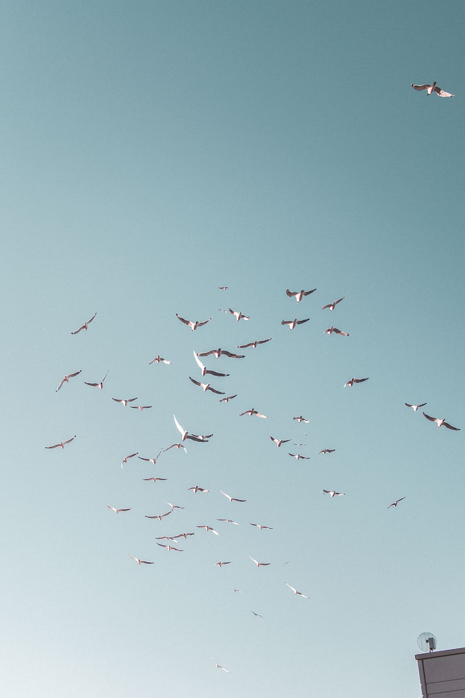 white birds flying, animal themes, animal wildlife, group of animals HD wallpaper