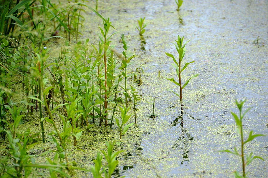 swamp, pond, river, marsh, nature, landscape, plant, aquatic HD wallpaper