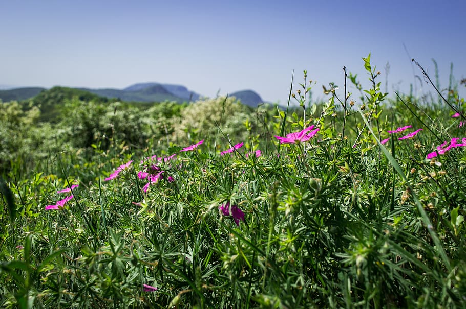balaton, flower, field, green, summer, wildflowers, blooming HD wallpaper