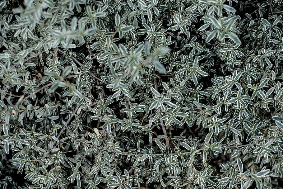 selective focus photography green-leafed plants, vegetation, bush HD wallpaper
