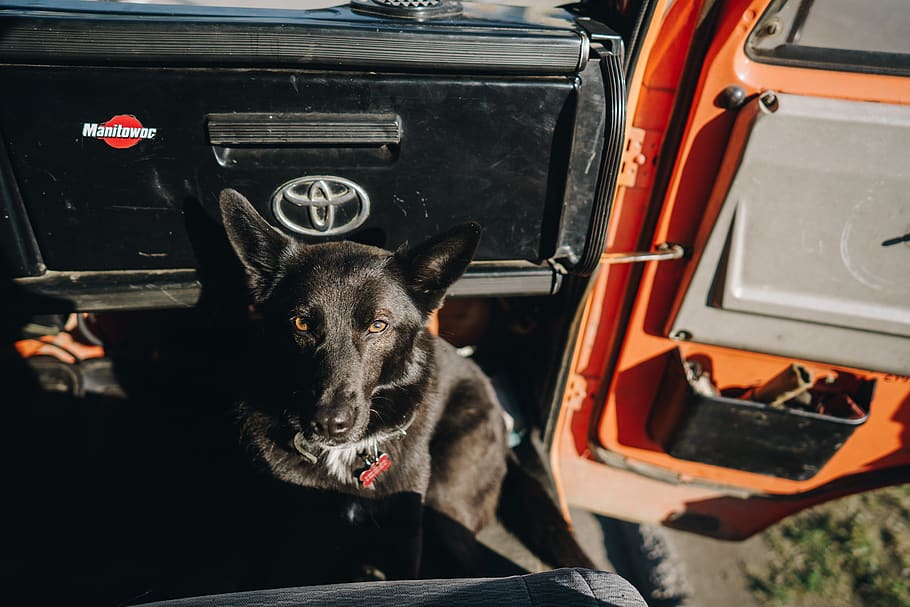 short-coated black dog sitting inside vehicle, mammal, pet, canine