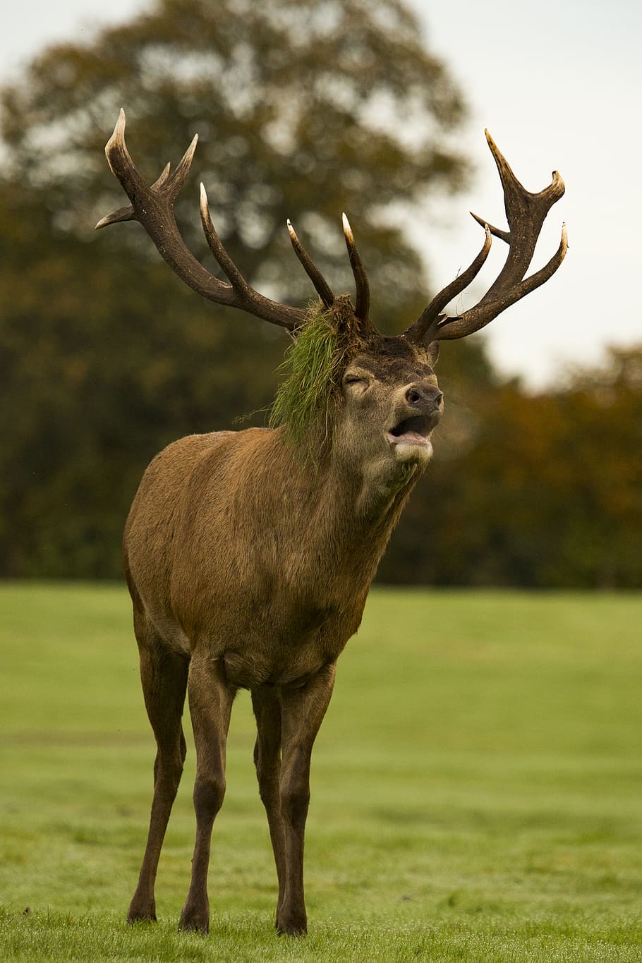 brown deer on field, animal themes, animal wildlife, mammal, antler HD wallpaper