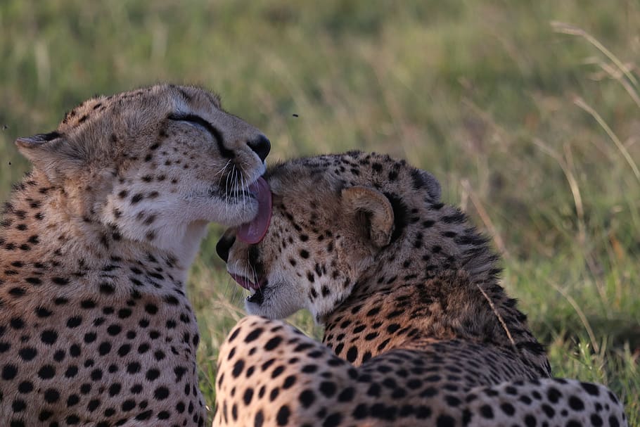leopard licking another leopard's face, feline, mammal, big cat HD wallpaper