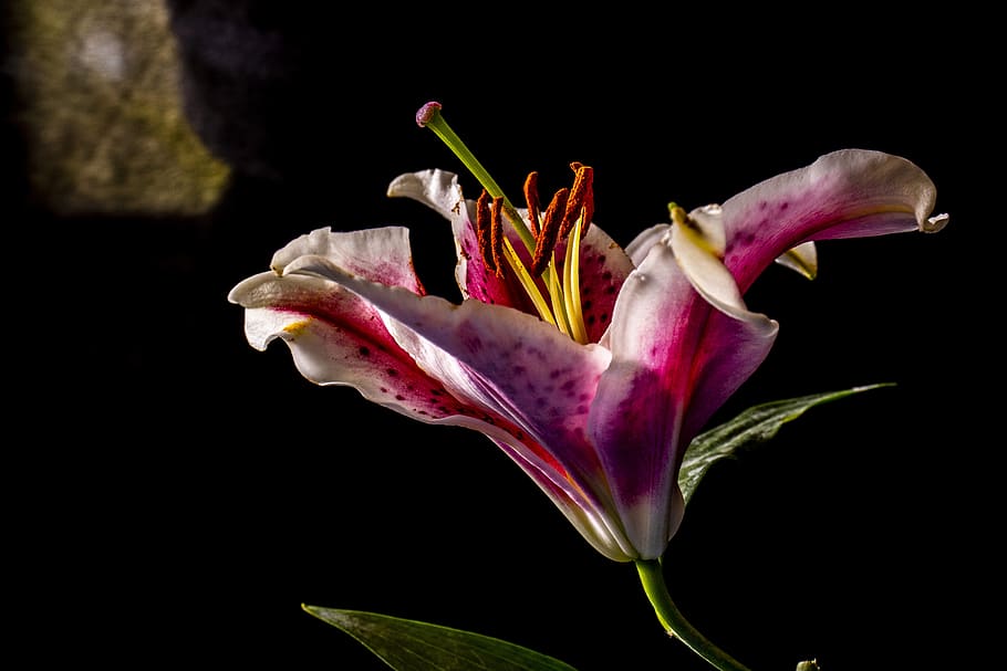 flower, macro, purple, white, rust, yellow, green, flowering plant HD wallpaper