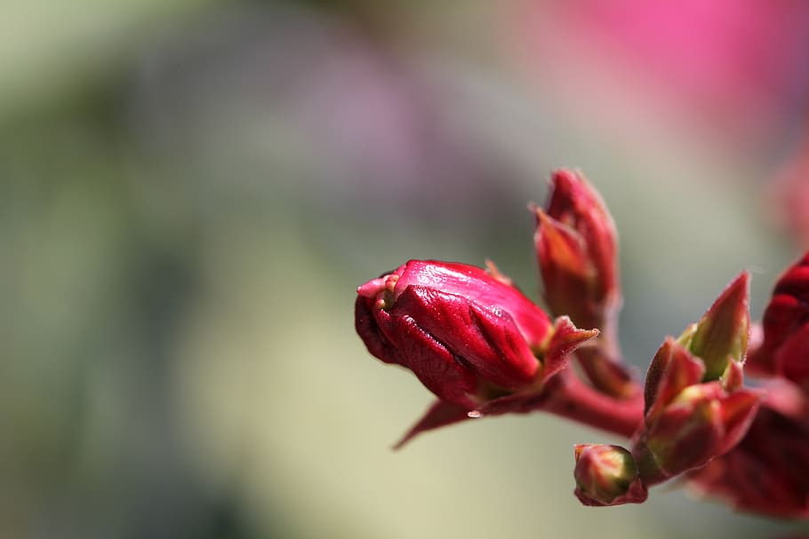 oleander, blossom, bloom, pink, bush, ornamental shrub, garden HD wallpaper