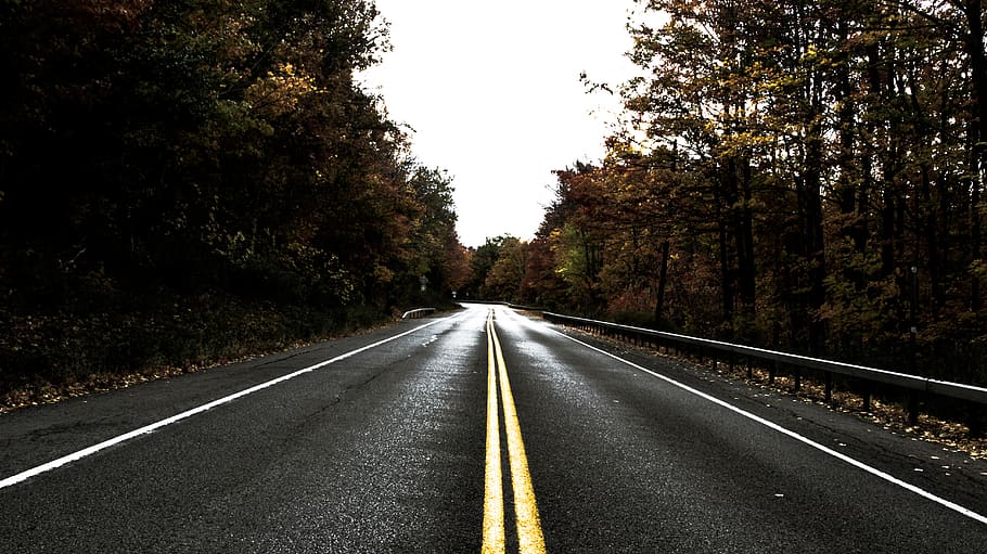 path, way, roadtrip, nature, direction, the way forward, tree HD wallpaper