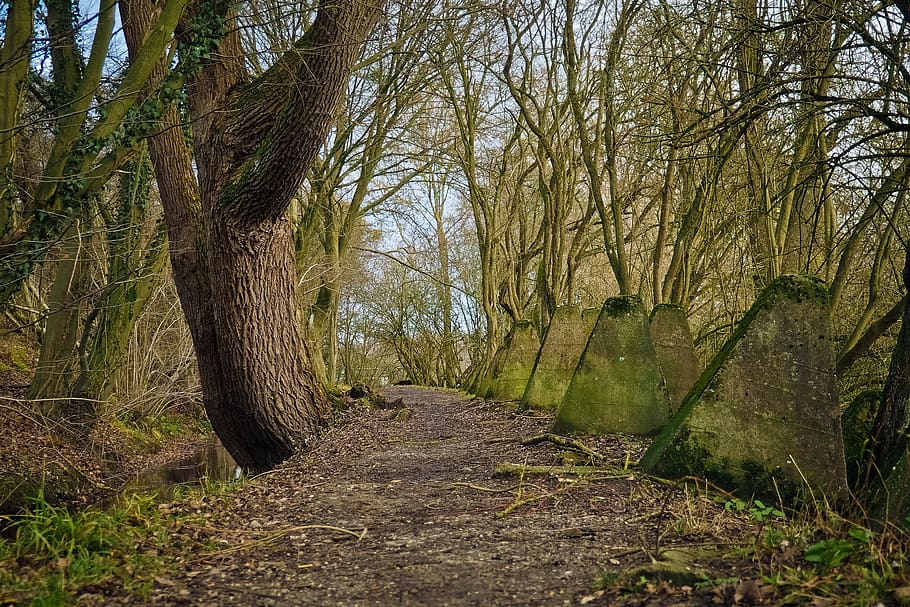 forest, away, nature, forest path, trees, landscape, mood, light HD wallpaper