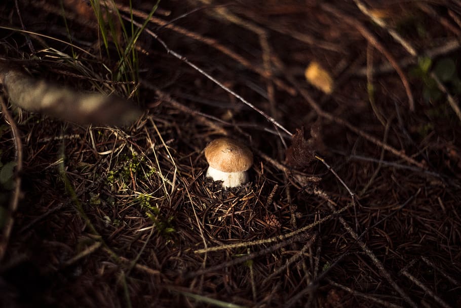 fungus, forest, day, autumn, mushrooms, red, toxic, hat, toadstool HD wallpaper