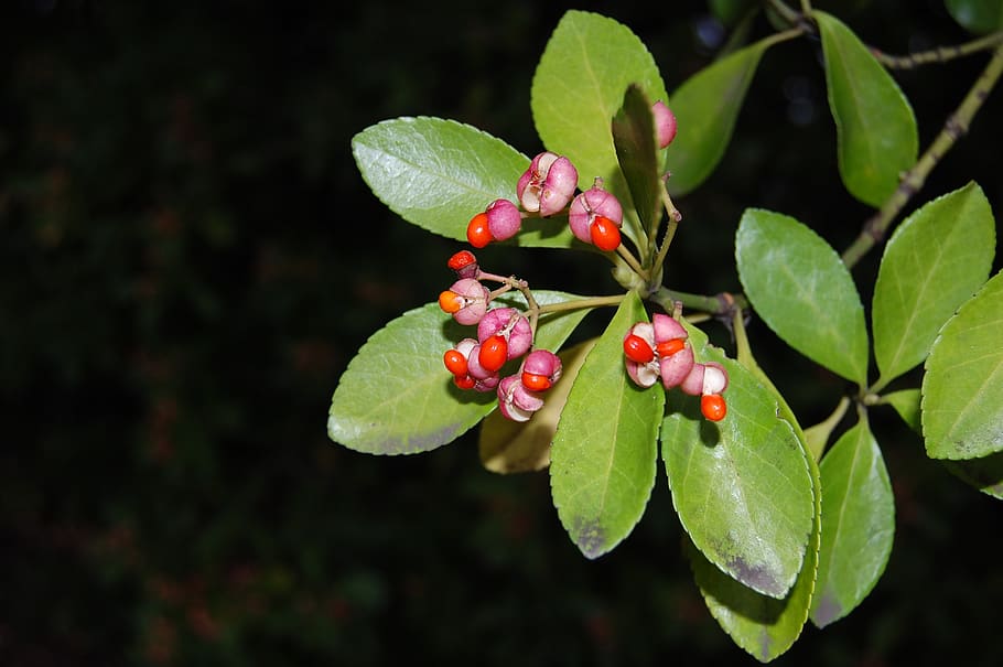 fruit, weird, plant, green, red, pink, tree, nature, plant part HD wallpaper