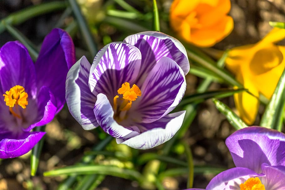 grass, violet, purple, yellow, flowers, flowering plant, petal HD wallpaper