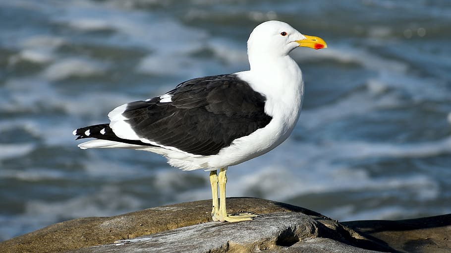 seagull, kelp gull, south africa, struisbay, avian, bird, animal wildlife, HD wallpaper