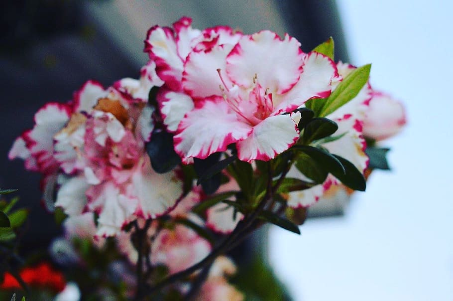 White And Pink Hibiscus Flowers, bloom, blooming, blossom, branch HD wallpaper