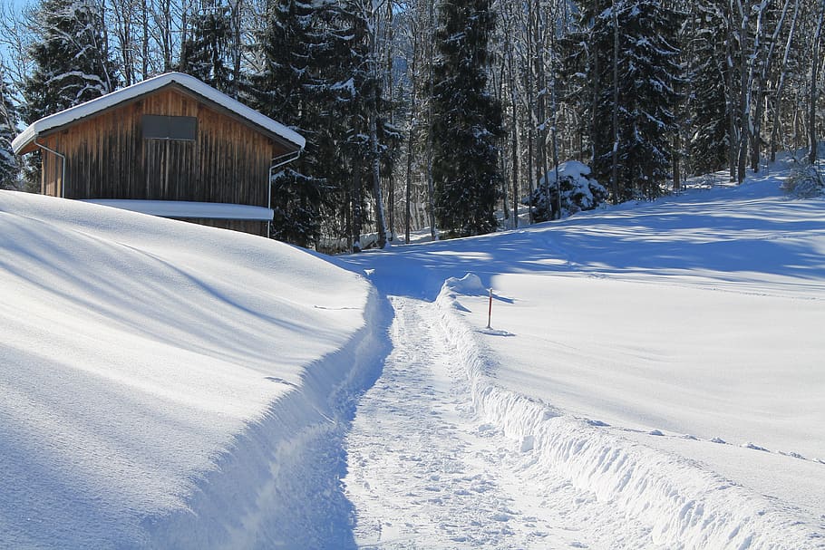 Brown Wooden Cabin Beside Snow, cold, conifers, forest, zing HD wallpaper