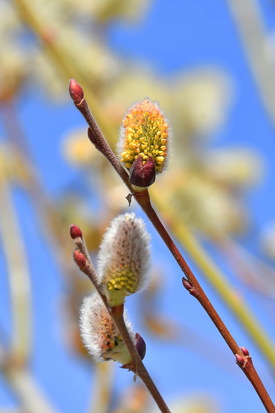 spring, barka, bloom, wood, nature, branch, green, flower, happiness HD wallpaper