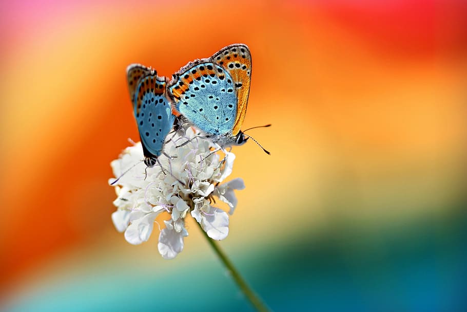 Pair of Butterflies, animalsNature, insect, insects, macro, flower HD wallpaper