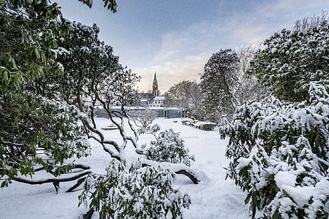norway, bergen, snow, winter, plant, tree, cold temperature HD wallpaper