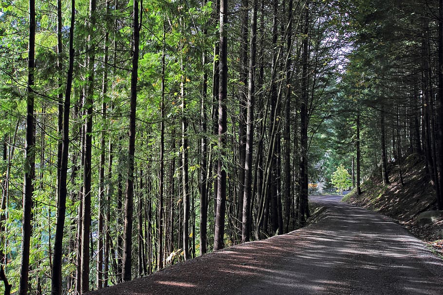 trees, trail, nature, plant, forest, direction, the way forward HD wallpaper