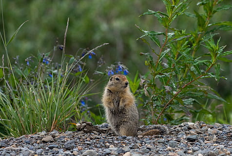 squirrel, arctic, ground, rock, furry, tail, cute, rodent, close HD wallpaper