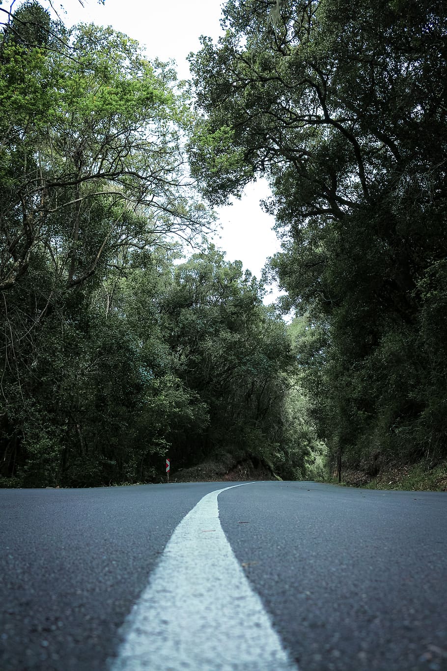 Asphalt Road Surrounded By Trees, curve, daylight, empty, environment HD wallpaper