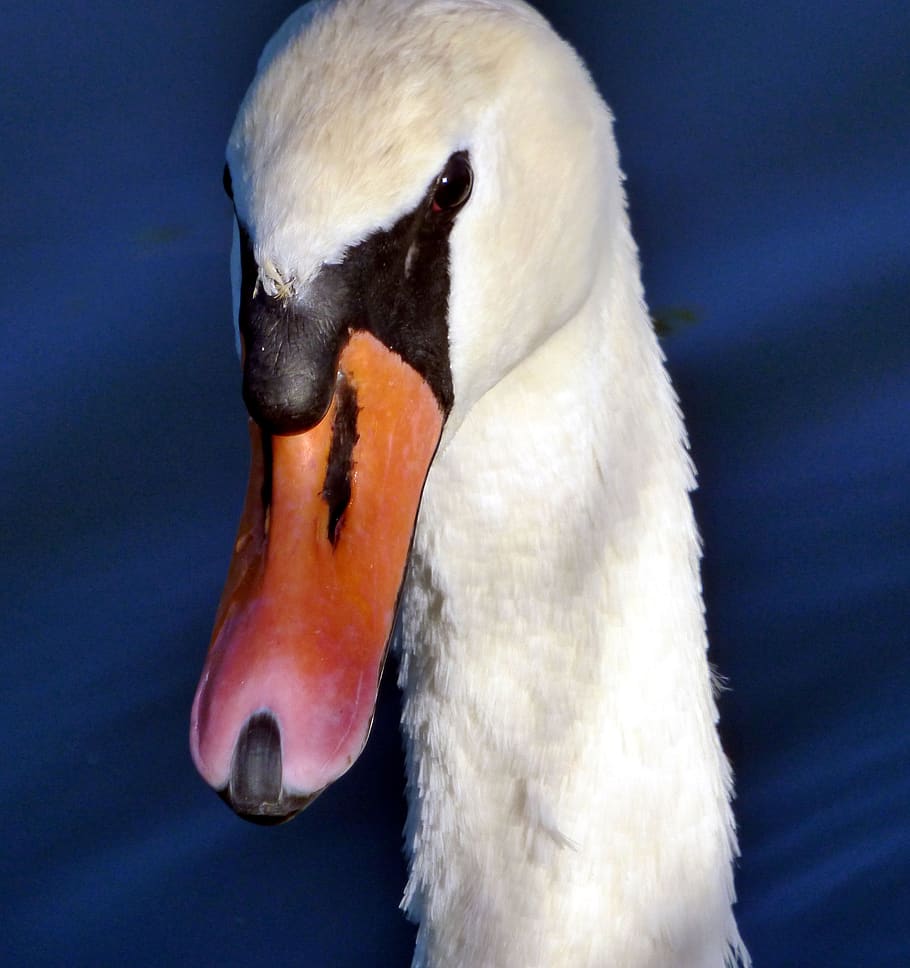 swan, head, beak, neck, white, nature, elegant, pen, plumage HD wallpaper