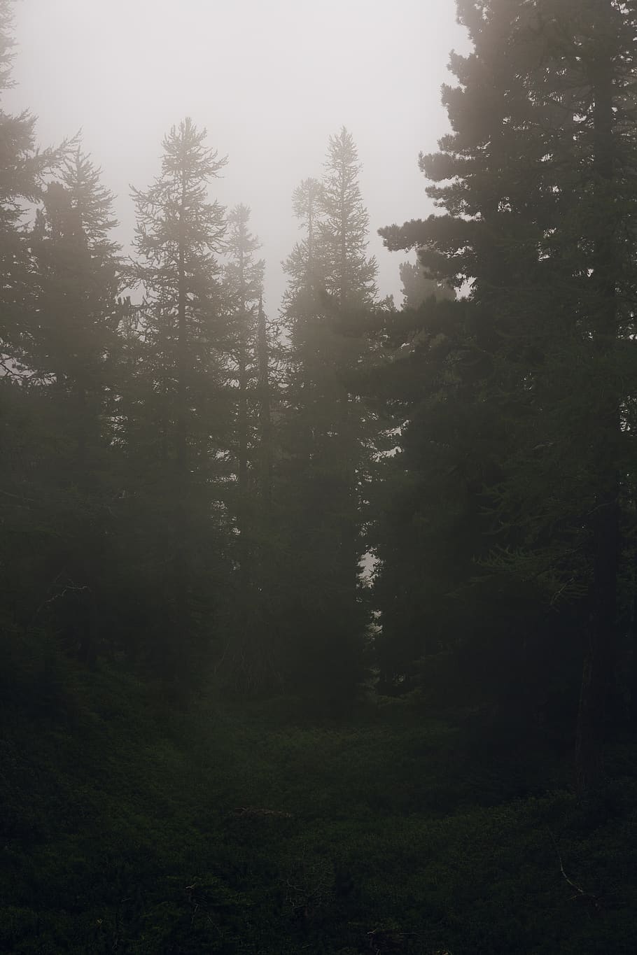 green-leafed trees, nature, weather, fog, outdoors, mist, forest HD wallpaper