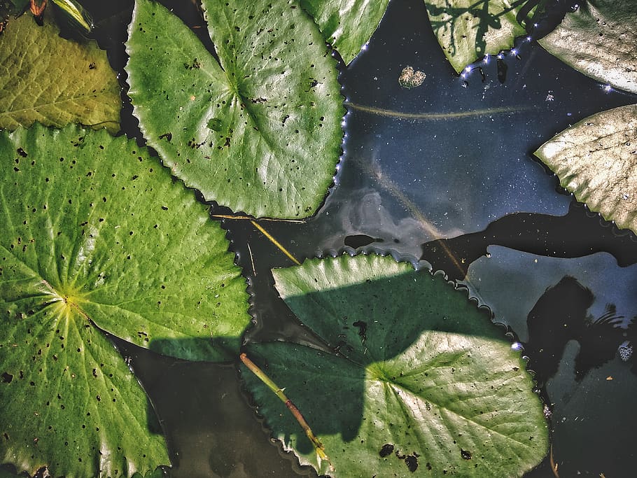 leaf, green color, water, plant part, growth, floating, no people HD wallpaper