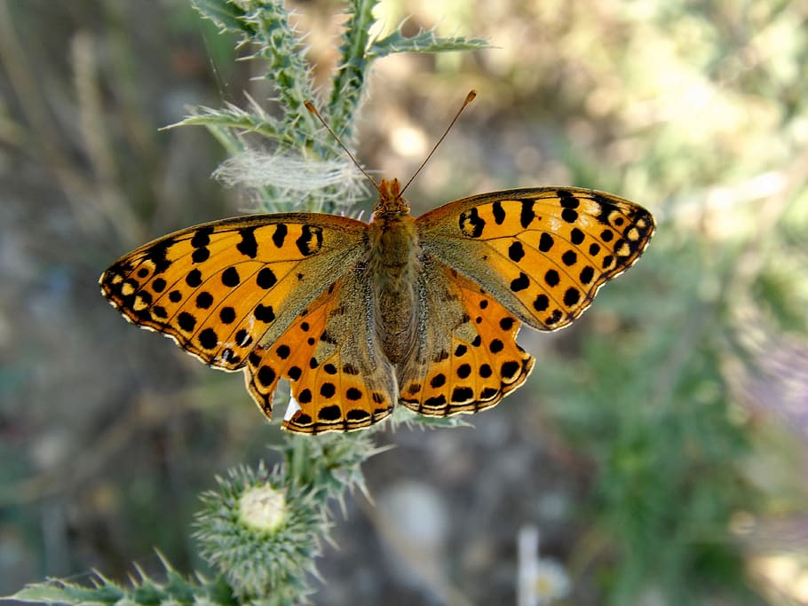 butterfly, insect, plants, green, nature, invertebrate, animal themes HD wallpaper