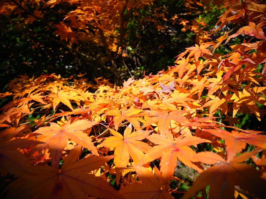 japan, plant, autumn, beauty in nature, plant part, change HD wallpaper