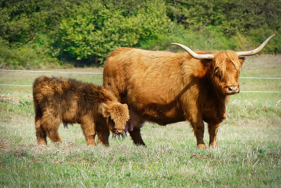 eifel, beef, galloway, cows, pasture, animal, calf, grass, cattle HD wallpaper
