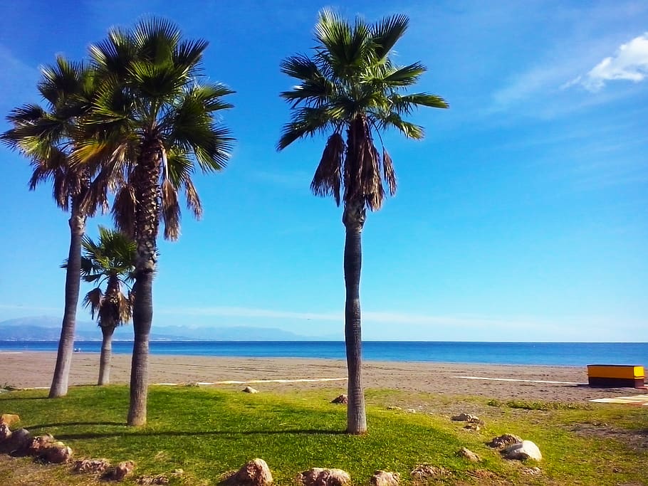 water, sky, sea, plant, horizon over water, tree, land, palm tree HD wallpaper