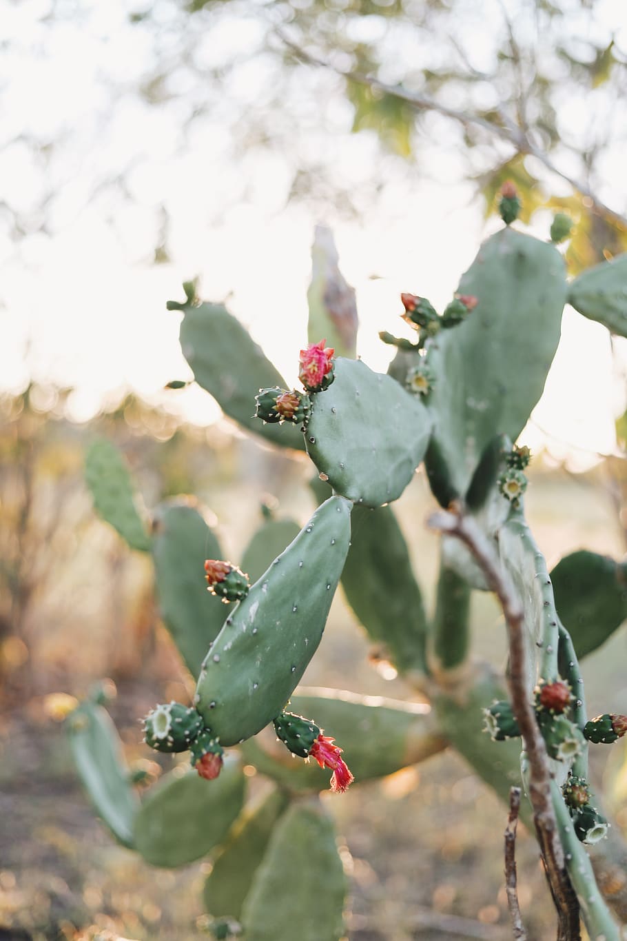 green cactus, plant, growth, beauty in nature, close-up, focus on foreground HD wallpaper