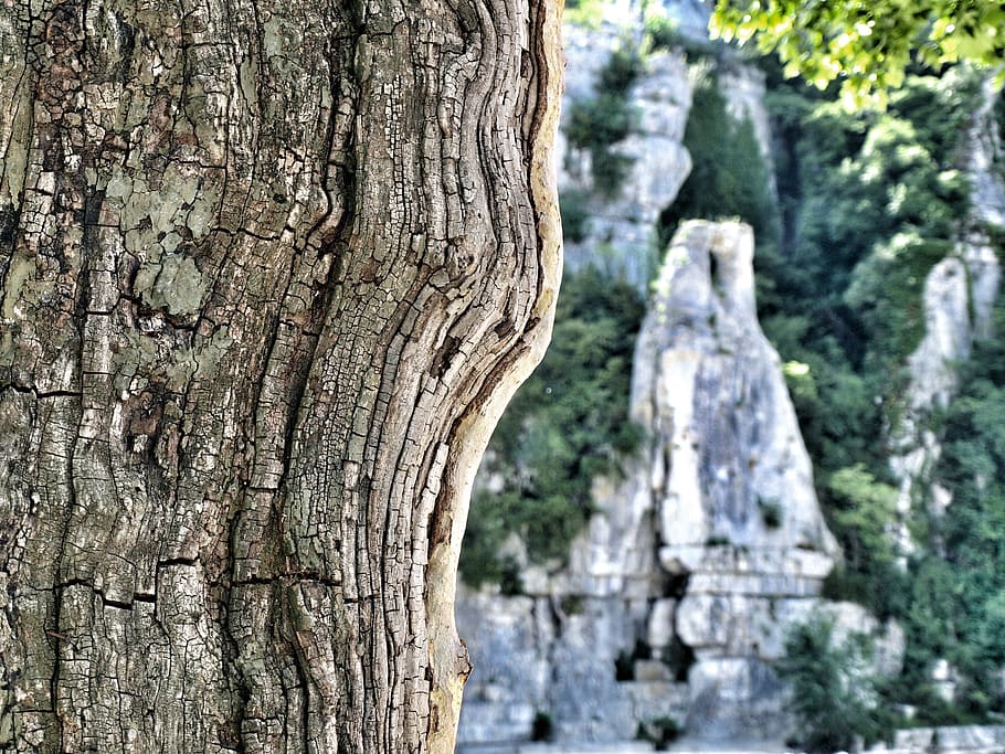 france, tree, plant, textured, tree trunk, focus on foreground HD wallpaper