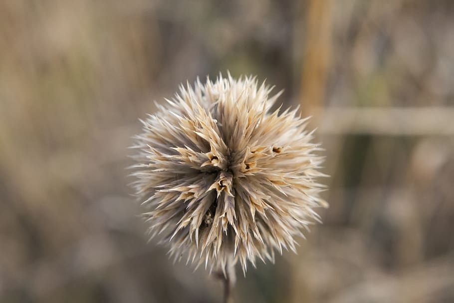 field, landscape, nature, dry, grass, sunrise, leaves, macro HD wallpaper