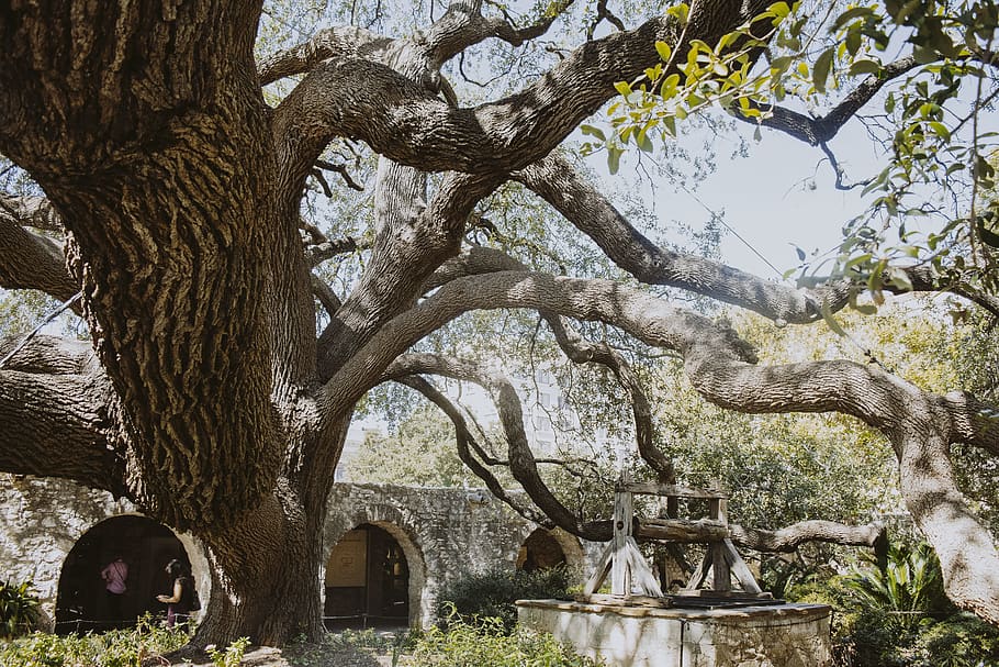 tree, nature, plant, tree trunk, no people, day, architecture HD wallpaper