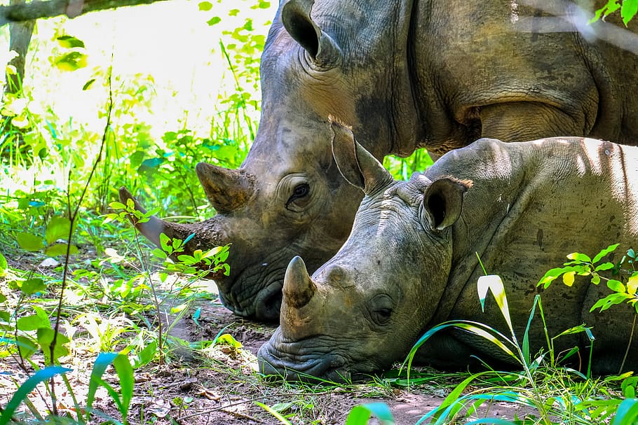 two rhinoceros during daytime, mammal, animal, wildlife, cattle HD wallpaper