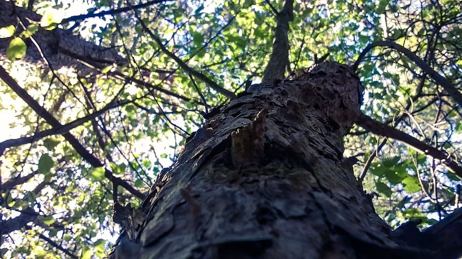 close, up, tree, wood, branch, green, plant, low angle view HD wallpaper