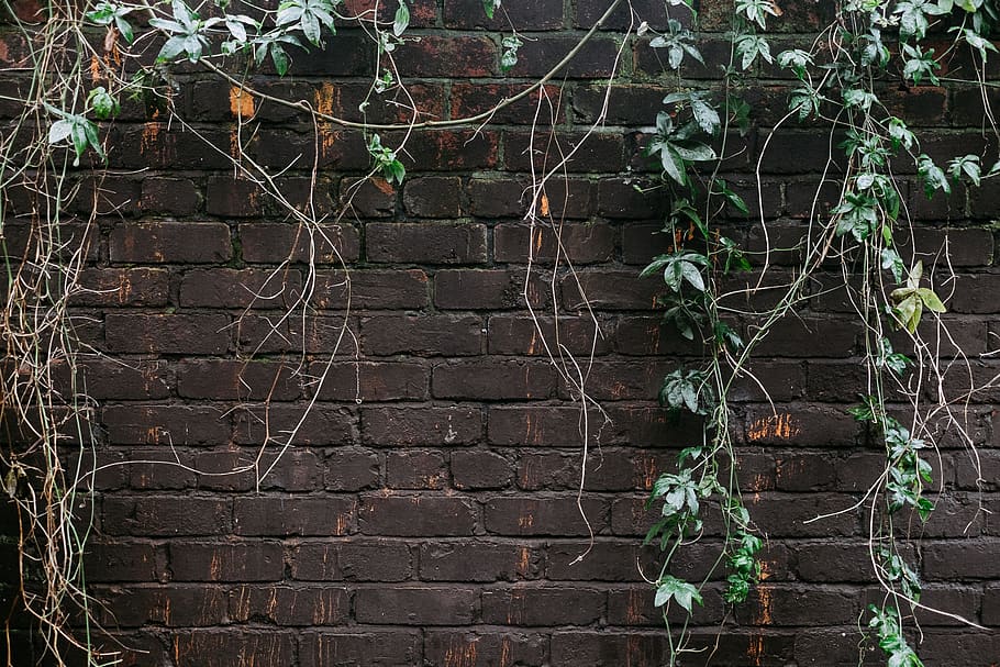 wall, plants, united kingdom, new brighton, wallasey, grey, HD wallpaper