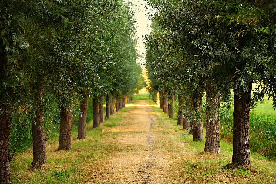 trees, lane, tree lined, path, countryside, rural, plant, growth HD wallpaper