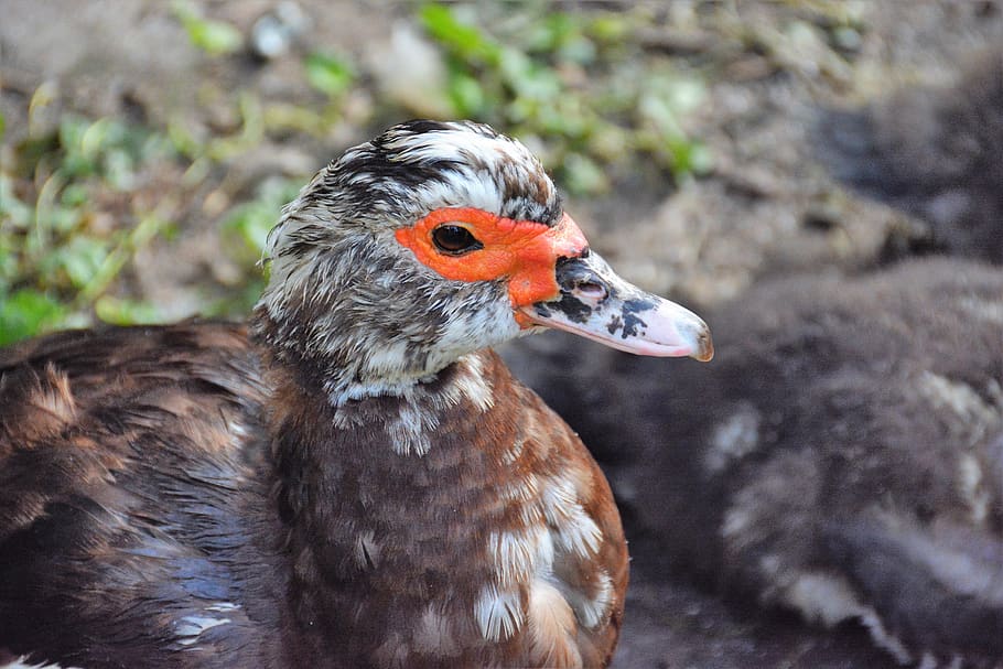 duck, ducks, beak, drake, animal themes, bird, animals in the wild HD wallpaper