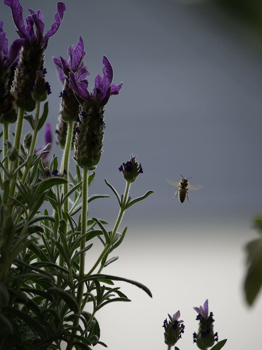 bee, in flight, lavender, plant, flower, invertebrate, flowering plant HD wallpaper