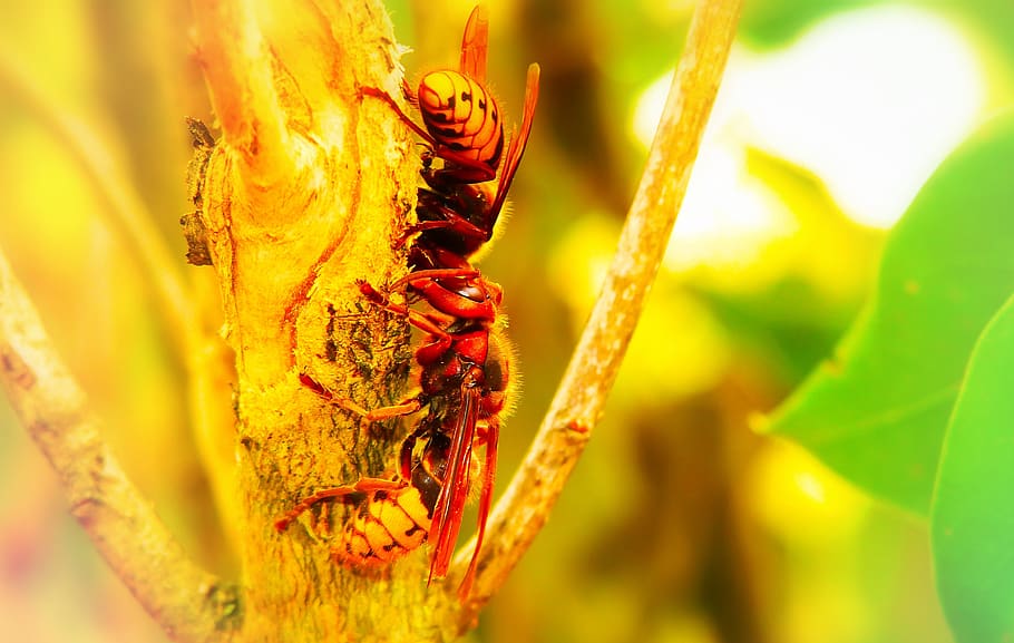european hornet, insects, branch, the bark, tree, animals, nature, HD wallpaper