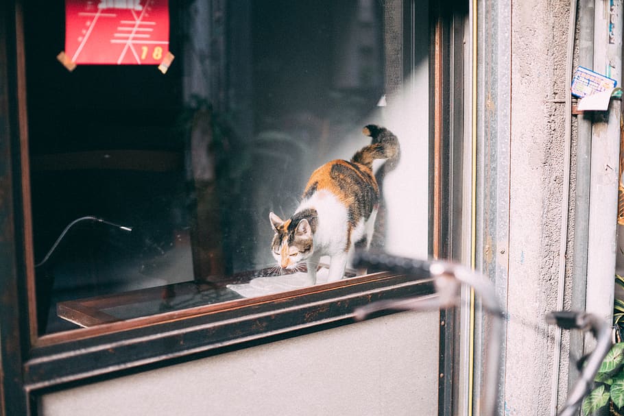 taichung, taiwan, Street Photography, cat, mammal, domestic cat, HD wallpaper