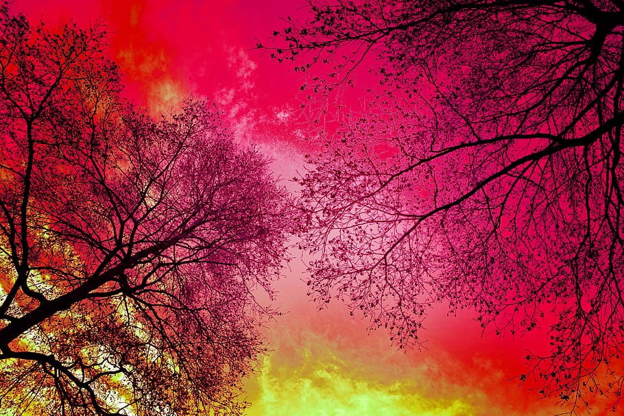 tree, tree top, crown, silhouette, tree silhouette, bare tree HD wallpaper