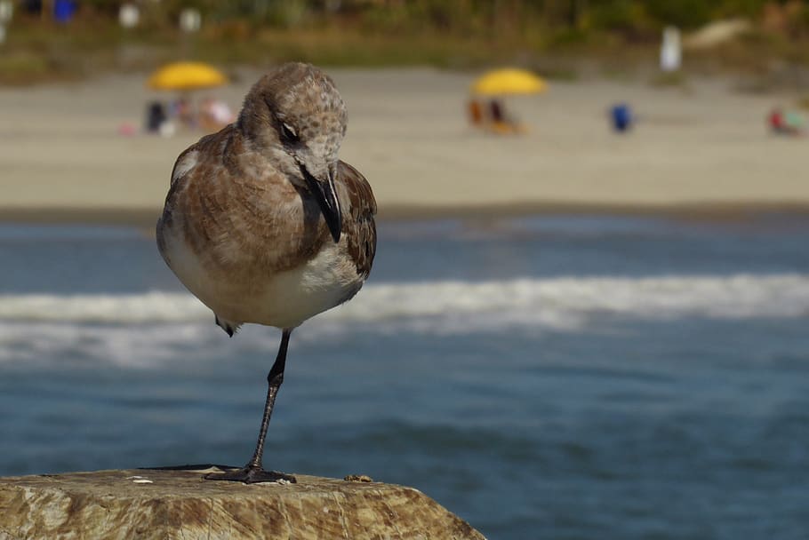 seagull, beach, sand, ocean, pier, bird, animal, animal themes HD wallpaper
