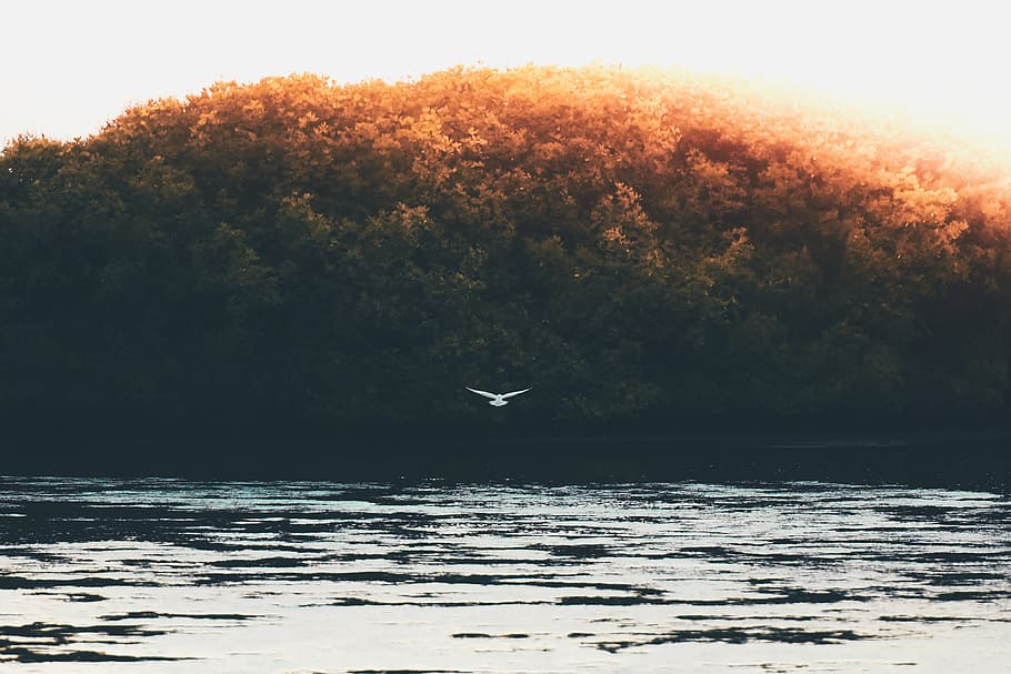 trees, bird, flying, nature, lake, water, sky, cloud, aesthetic HD wallpaper