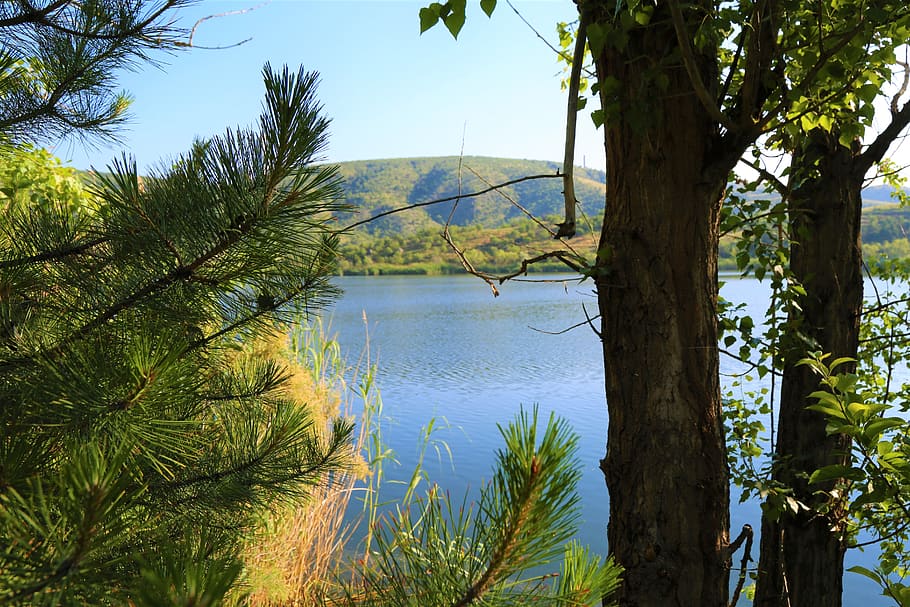 lake, tree, water, landscape, nature, reflection, forest, plant HD wallpaper