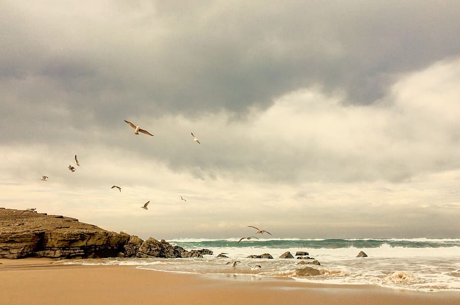 seaside, seashore, seagull, beach, coast, ocean, leisure, summer HD wallpaper