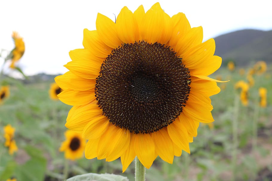 sunflower, nature, yelow, plant, summer, garden, color, flowering plant, HD wallpaper